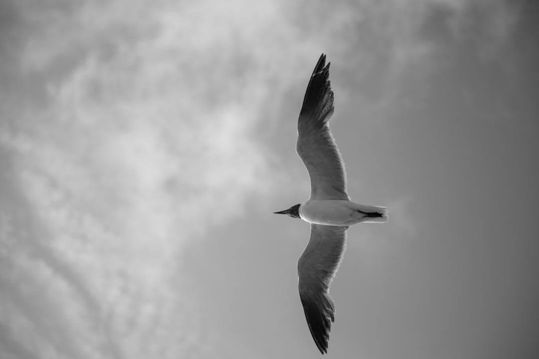 Dreaming Psychotherapy in Berlin - Specialization: Fears and Anxiety Disorders